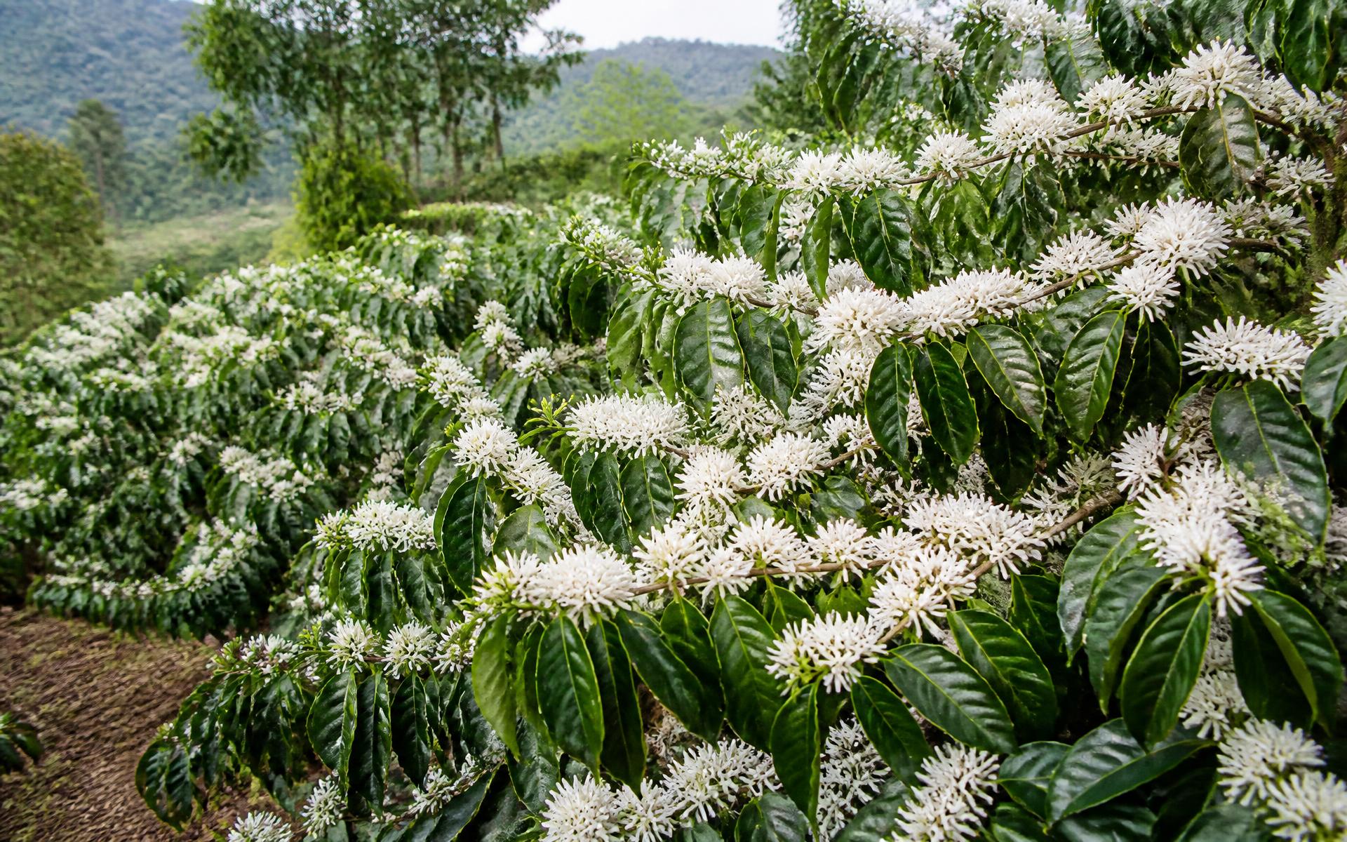 Flores brancas cobrem os ramos do cafeeiro durante a florada, uma fase breve e decisiva do ciclo reprodutivo da planta.